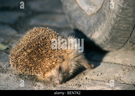 Hérisson européen commun morts (Erinaceus europaeus) roadkill couché en face de pneu de voiture sur route très fréquentée Banque D'Images