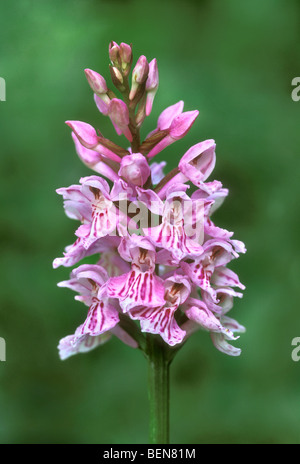 Heath Spotted Orchid / La Lande (Dactylorhiza maculata Spotted Orchid) en fleurs au printemps Banque D'Images