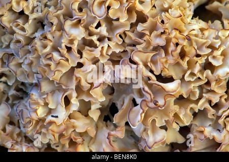 Champignons Chou-fleur Chou-fleur / Bois champignon (Sparassis crispa) Banque D'Images