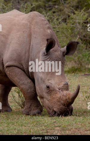 Le rhinocéros blanc (Ceratotherium simum). Mai, l'hiver 2009. Ndumo Game Reserve, Kwazulu-Natal, Afrique du Sud. Banque D'Images