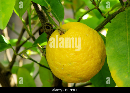 Zitrone am Baum - citron sur tree 03 Banque D'Images