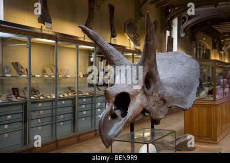 Crâne de Triceratops dans la galerie de Paléontologie et d'Anatomie Comparée au Muséum d'Histoire Naturelle à Paris, France Banque D'Images