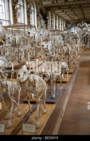 Galerie de Paléontologie et d'Anatomie Comparée au Muséum d'Histoire Naturelle à Paris, France Banque D'Images