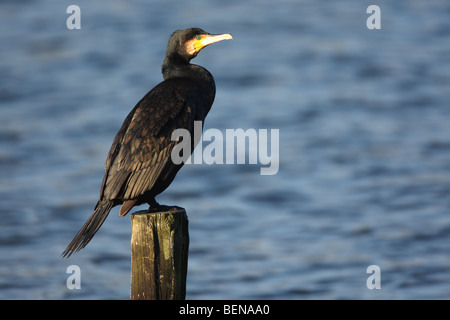 Les Cormorant (Phalacrocorax carbo) sur perche, Belgique Banque D'Images