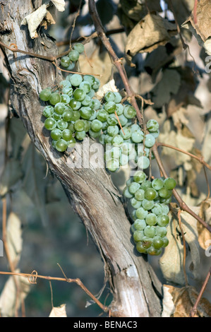 Sur la vigne raisin Niagara prêts pour la récolte Banque D'Images