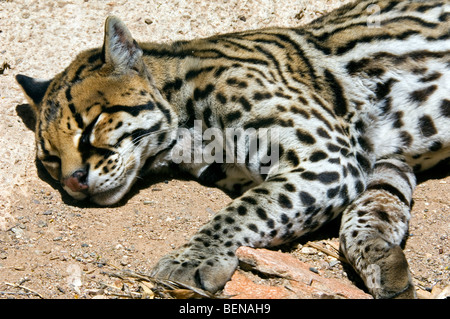 L'Ocelot (Leopardus pardalis Felis pardalis) /, chat sauvage originaire d'Amérique du Sud et Centrale, dormant dans désert de Sonora, en Arizona Banque D'Images