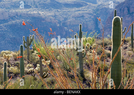 La société (Fouquieria splendens) et Saguaro cactus au printemps, orgue Pipe Cactus National Monument, désert de Sonora, en Arizona, USA Banque D'Images