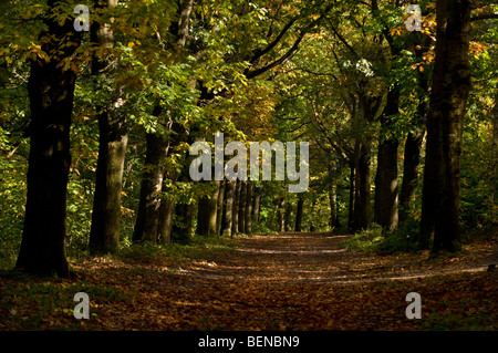 Un chemin à travers un couloir d'arbres dans une forêt d'automne Banque D'Images