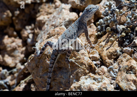 La moule commune (le lézard Callisaurus draconoides) Bain de soleil sur la roche en désert de Sonora, Saguaro National Park, Arizona, États-Unis Banque D'Images