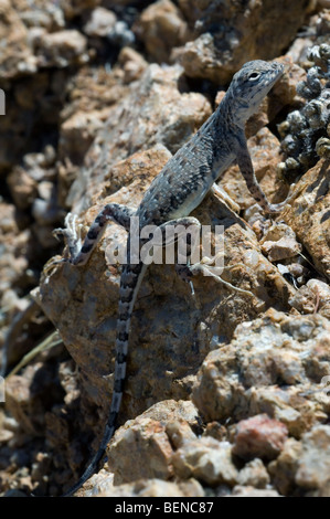 La moule commune (le lézard Callisaurus draconoides) Bain de soleil sur la roche en désert de Sonora, Saguaro National Park, Arizona, États-Unis Banque D'Images