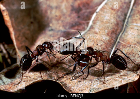 Les fourmis des bois (Formica rufa) combats, Belgique Banque D'Images