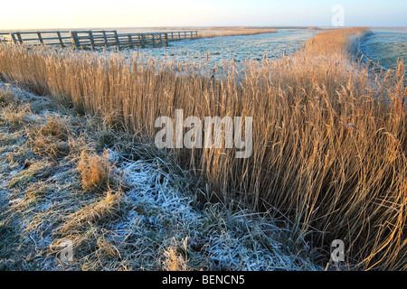 Les fossés et les franges à reed meadowlands en hiver, Uitkerkse polder, Belgique Banque D'Images