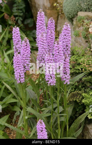 Dactylorhiza transiens, Orchidaceae. Croisement entre la commune orchidée, D. fuchsii et Heath Spotted Orchid, D. maculata. Banque D'Images