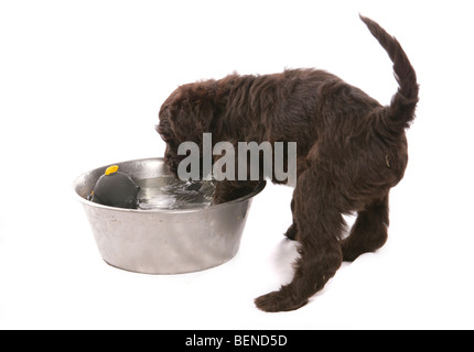 Chiot Chien d'eau portugais jouant studio portrait Banque D'Images