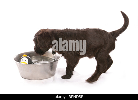 Chiot Chien d'eau portugais jouant studio portrait Banque D'Images