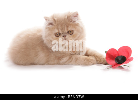 Chaton persan studio portrait du jour du Souvenir Banque D'Images