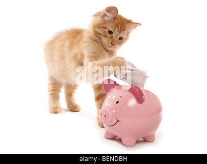 Red tabby sibérien d'économiser de l'argent 15 semaines studio portrait Banque D'Images