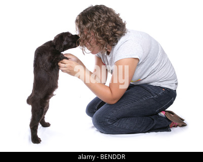 Chiot Chien d'eau portugais femmes léchant un studio portrait Banque D'Images