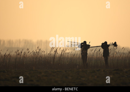 Les ornithologues, marcher le long de reed fringe au coucher du soleil, Belgique Banque D'Images