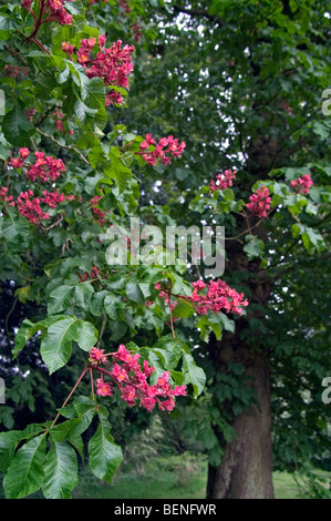 Marronnier rouge / Red horsechestnut / red horse-girl x carnea) blooming Banque D'Images