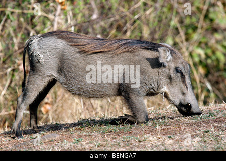 Commune d'agenouillement phacochère (Phacochoerus africanus) pâturage dans le Mole National Park, au Ghana, en Afrique de l'Ouest Banque D'Images