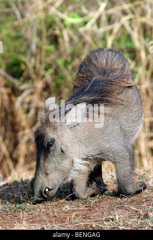 Commune d'agenouillement phacochère (Phacochoerus africanus) pâturage dans le Mole National Park, au Ghana, en Afrique de l'Ouest Banque D'Images