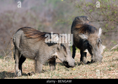 Deux courants d'agenouillement phacochère (Phacochoerus africanus) pâturage dans le Mole National Park, au Ghana, en Afrique de l'Ouest Banque D'Images