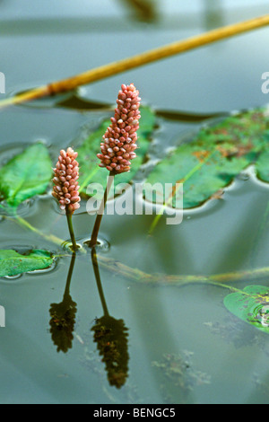 La renouée aquatique / Eau / Renouée bistorte renouée amphibie (Persicaria amphibia / Polygonum amphibium) dans l'étang Banque D'Images
