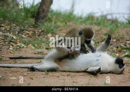 Rencontre avec des singes vervet joue dans la réserve de gibier de Selous en Tanzanie Banque D'Images