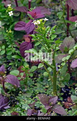 Cresson de fontaine (Nasturtium officinale) dans l'étang Banque D'Images