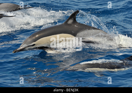 Short-beaked Dauphin commun, Delphinus delphis. Açores, Océan Atlantique. Banque D'Images