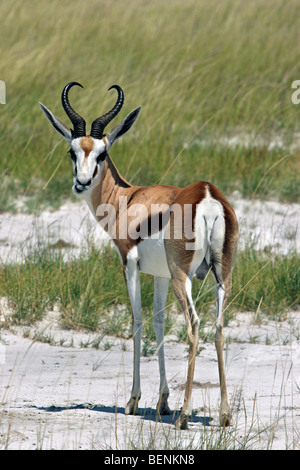 Le Springbok (Antidorcas marsupialis) portrait, Etosha National Park, Namibie, Afrique du Sud Banque D'Images