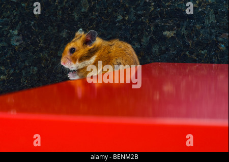 Hamster brun sur fond rouge amour joli mignon drôle amusant goldhamster animal debout stand regard regarder fond uni animal Banque D'Images