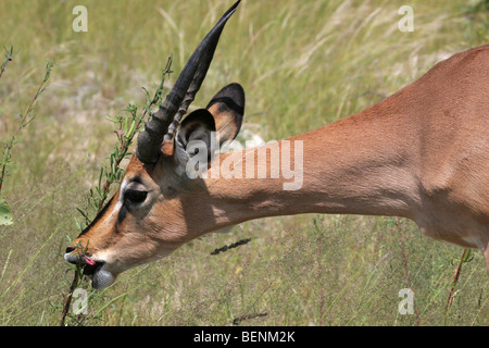 Black-faced Impala (Aepyceros melampus petersi) alimentation, Etosha National Park, Namibie, Afrique du Sud Banque D'Images
