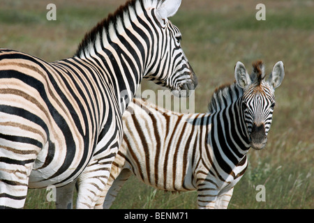 Le zèbre de Burchell (Equus quagga burchellii) avec poulain, Etosha National Park, Namibie, Afrique du Sud Banque D'Images