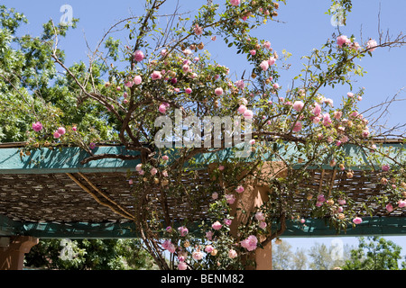 Roses sur un trelllis, Ourgane, Maroc Banque D'Images