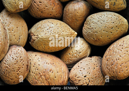 L'unshelled récoltés les écrous d'amande (Prunus dulcis / Prunus amygdalus) en coque Banque D'Images