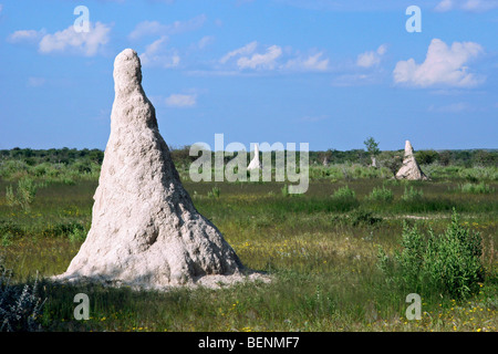 Les réservoirs de termitières / Macrotermitinae sur la savane en Namibie, Afrique du Sud Banque D'Images