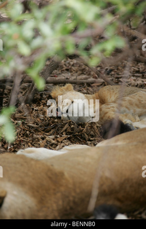 Rencontre avec les lionnes à dormir dans la réserve de gibier de Selous en Tanzanie Banque D'Images
