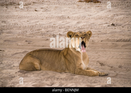 Lionne couchée sur le plancher de bâiller. Le Parc National de Chobe, Botswana, l'Afrique. Banque D'Images