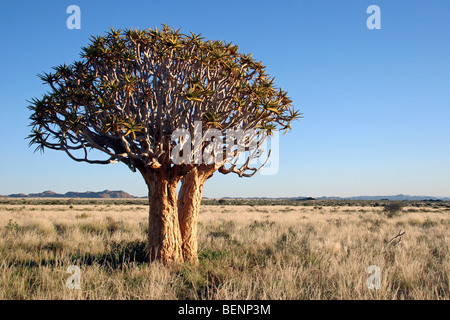 Lonely tree / carquois kokerboom (Aloe dichotoma) dans les prairies ouvertes, Namibie, Afrique du Sud Banque D'Images