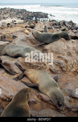 Brown (Arctocephalus pusillus pusillus) sur rock en colonie de phoques à fourrure du Cap, Cape Cross, Namibie, Afrique du Sud Banque D'Images