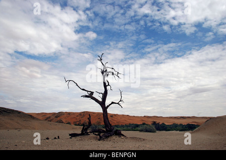 Arbre mort dans le désert de Namib, Namibie, Afrique du Sud Banque D'Images