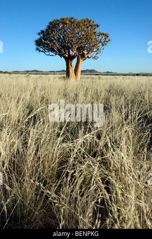 Quiver Tree / Kokerboom (Aloe dichotoma), Namibie, Afrique du Sud Banque D'Images