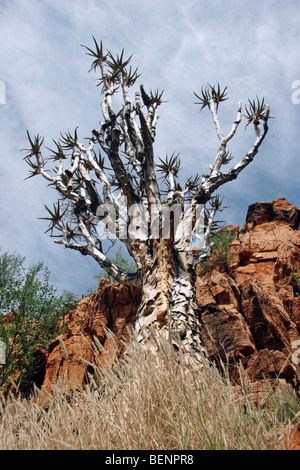 Quiver Tree / Kokerboom (Aloe dichotoma) dans le Namib Naukluft, Namibie, Afrique du Sud Banque D'Images