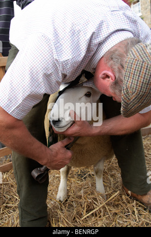 Coulisses de Masham Moutons Fair 2009 Banque D'Images