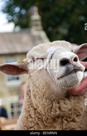 Coulisses de Masham Moutons Fair 2009 Banque D'Images