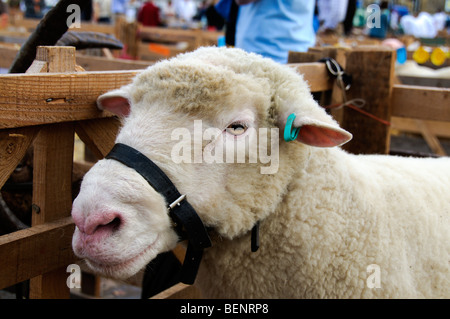 Coulisses de Masham Moutons Fair 2009 Banque D'Images