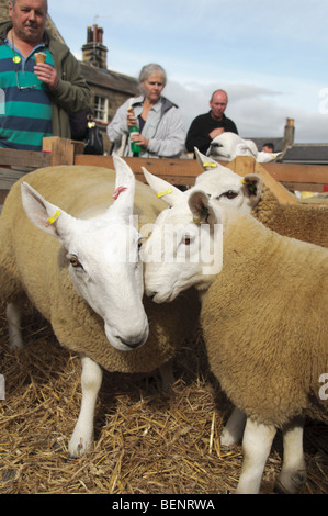 Coulisses de Masham Moutons Fair 2009 Banque D'Images