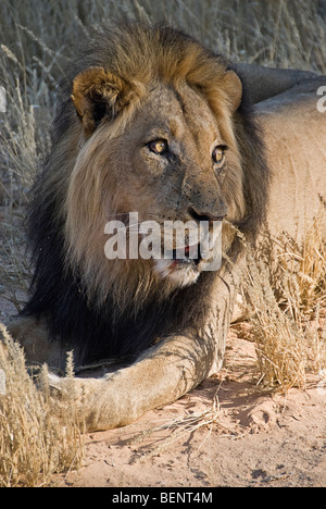 Lion couché sur la savane du parc Kgalagadi National Park, Afrique du Sud, l'Afrique. Banque D'Images